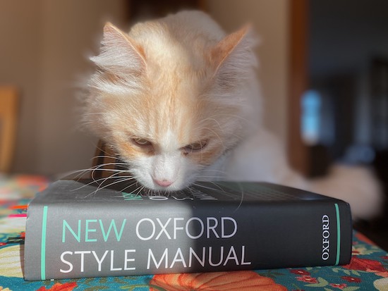 My fluffy white and pale ginger cat, Simba, investigating my New Oxford Style Manual.